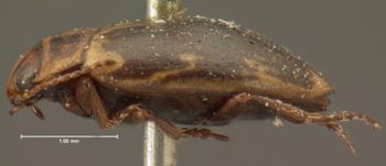 Media type: image;   Entomology 6017 Aspect: habitus lateral view